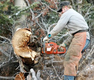 Arborists Plus Tree Cutting and Trimming